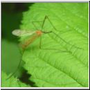 Limoniidae sp - Stelzmuecke 01a.jpg